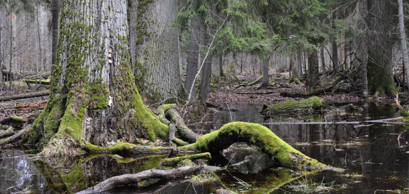 Puszcza Białowieska Trafiła Na Listę UNESCO Już W 1979. - Echo Chorzowa ...